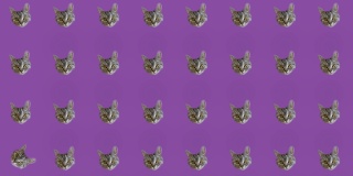 紫色背景上猫头的彩色图案。无缝图案与猫的脸。前视图。现实的动画。4 k视频运动