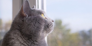 灰色的英国家猫看着窗外，看着飞翔的鸟儿。近距离