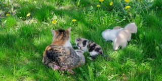 在一个阳光明媚的夏日，小猫们和它们的猫妈妈一起走在草地上。三个小小猫