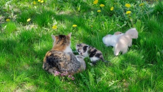 在一个阳光明媚的夏日，小猫们和它们的猫妈妈一起走在草地上。三个小小猫视频素材模板下载