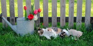 在花园里的草地上，刚出生的瞎眼小猫咪和它们的猫妈妈在一起。小猫在妈妈周围爬来爬去找奶喝