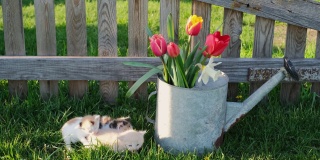 在一个阳光明媚的春日里，三只刚出生的被吓瞎了的小猫抱成一团，坐在院子里洒满鲜花的洒水罐旁的草地上