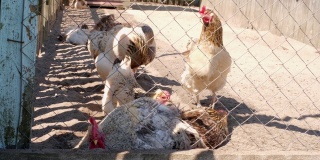 在一个木制鸡舍的铁丝网后面的家禽。在农场养鸡