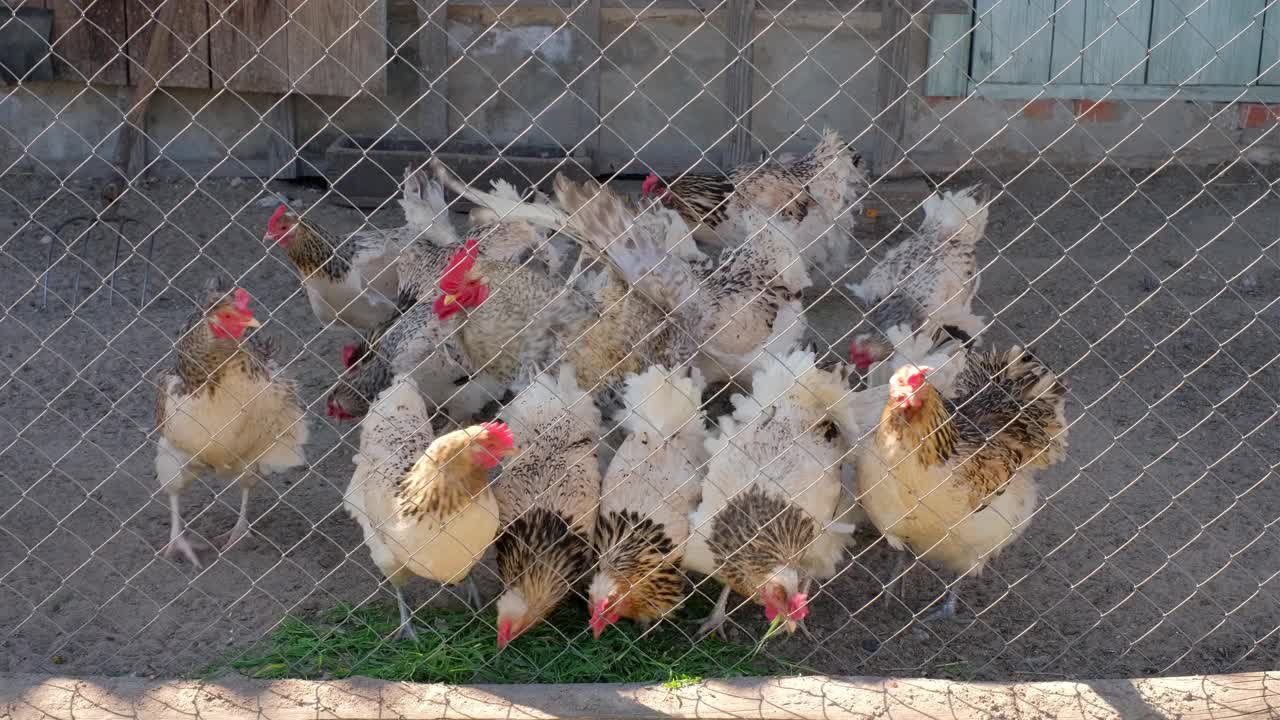农场里的家鸡和公鸡啄食割过的鲜草。在农场养鸡