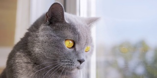 一只灰色的英国家猫望着窗外，看着飞鸟
