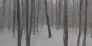 在冬天，无人机在森林里被雪覆盖的树干之间缓慢地飞行，在霜冻的日子，下雪的日子，暴风雪里没有人