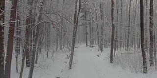 在冬天，无人机在森林里被雪覆盖的树干之间缓慢地飞行，在霜冻的日子，下雪的日子，暴风雪里没有人