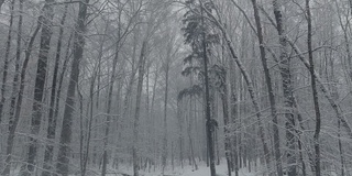 在冬天，无人机在森林里被雪覆盖的树干之间缓慢地飞行，在霜冻的日子，下雪的日子，暴风雪里没有人