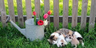 一只猫用牛奶喂她的三只小猫，它们躺在花坛附近篱笆下的草坪上。