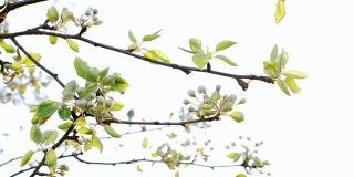 春天，盛开的梨花在天空中迎风摇曳