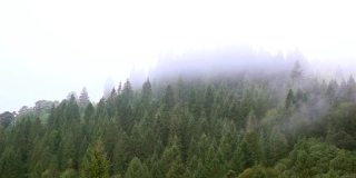 美丽的云雾笼罩着山上的树木