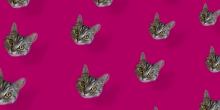猫头在粉红色背景与阴影的彩色图案。无缝图案与猫的脸。前视图。现实的动画。4 k视频运动