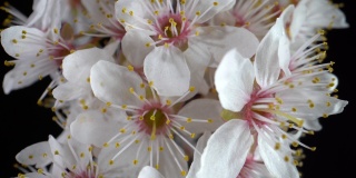樱桃树的花。微距镜头