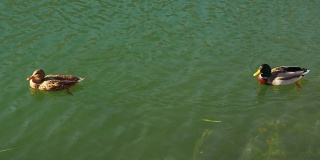 一对绿头鸭在湖面上游动。雄的颜色很鲜艳，雌的颜色是棕色的
