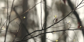 春天的树木在森林里发芽