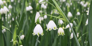 白色的雪花莲花。春天的球根植物。