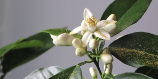 桔树白色芳香的花朵和花蕾上洒着黄色粉末的香概念
