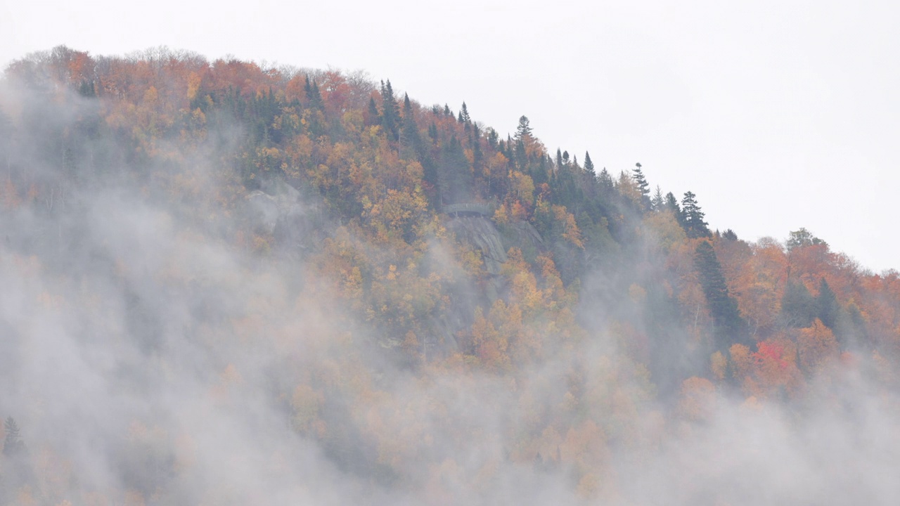 多色北方森林在秋天被雾包围在一个多云的雨天，魁北克，加拿大