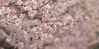 美丽的自然景观，杏树开花在阳光明媚的春天。