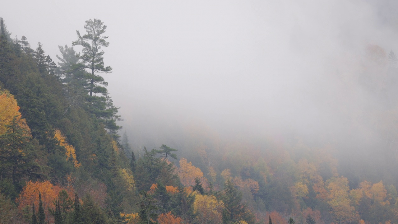 多色北方森林在秋天被雾包围在一个多云的雨天，魁北克，加拿大