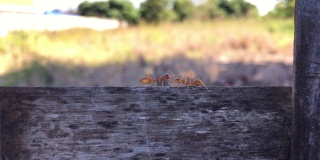 几只红蚂蚁在木头上走。有些人甚至嘴里有食物。背景模糊。