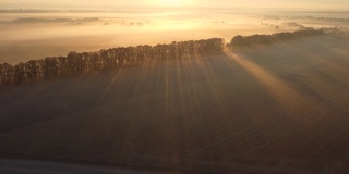 清晨的大雾笼罩着田野，长长的树影。日出时美丽的晨景
