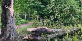 瑞典一场暴风雨后，公园里的一棵倒下的树。平移慢动作镜头