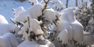 近距离的雪在日落时轻轻飘落，云杉树枝在背景中