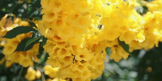 近距离观察黄色花朵上的蜜蜂。