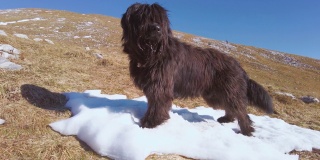 一只口渴的山地牧羊犬在雪地上奔跑