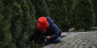 小孩，小孩，橙色的帽子，蓝色的外套，走绿色的thuja看花草