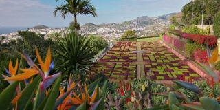 镜头在马德拉岛Funchal植物园的彩色花朵之间移动。马德拉岛和Funchal市多样的植被，美丽的阳光景观