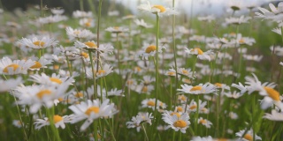美丽的夏日田野里满是雏菊。白色和黄色的白天在风中摇摆，镜头在春天的花朵之间移动。慢镜头，4K