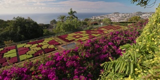 从马德拉植物园看到Funchal的阳光景观。绿色植物和各种各样的花-壮丽的自然马德拉，葡萄牙。万向节,4 k