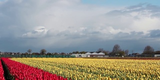 雄伟的郁金香农场在荷兰