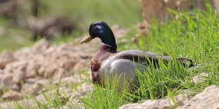 在一个阳光明媚的春日，一只鸭子坐在国家公园的绿草地和石头上