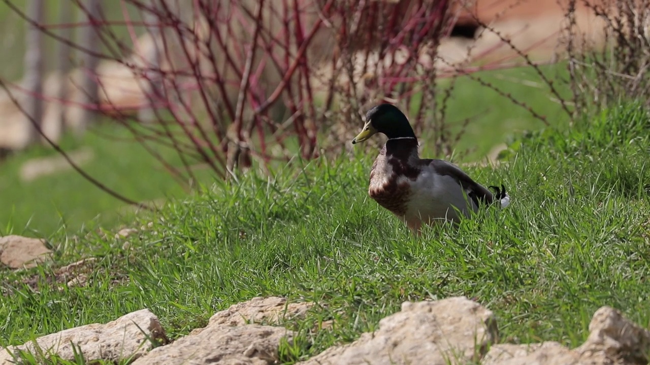 在一个阳光明媚的春日里，一只鸭子坐在国家公园石头旁的绿草地上