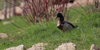 在一个阳光明媚的春日里，一只鸭子坐在国家公园石头旁的绿草地上