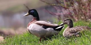 在一个阳光明媚的春日，在国家公园里，两只鸭子坐在绿色的草地上晒太阳