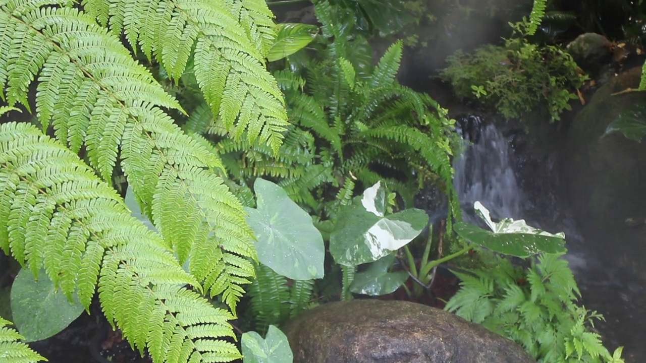 在热带花园中喷洒水珠作为蒸汽