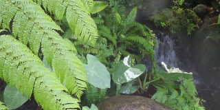 在热带花园中喷洒水珠作为蒸汽