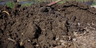 在菜园里种植蔬菜-农民用有机肥给土壤施肥，在菜园里种植土豆