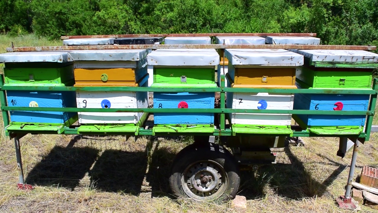 蜜蜂在森林里一个阳光明媚的草地上的木蜂巢附近飞行。