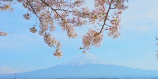 日本，川口湖和富士山通过盛开的樱花树