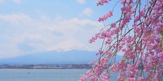 日本，川口湖和富士山通过盛开的樱花树