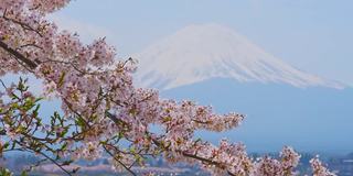 日本，川口湖和富士山通过盛开的樱花树