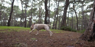 慢镜头快乐的金毛寻回犬在自然森林中奔跑