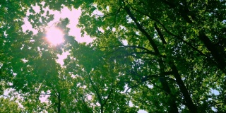 阳光照射在树叶上。选择性focus.Nature。