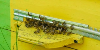 蜜蜂飞进蜂巢。有选择性的重点。大自然。