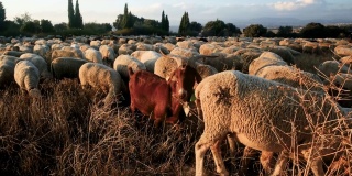 日落时分，一群美利奴绵羊和山羊在乡村草地上吃草